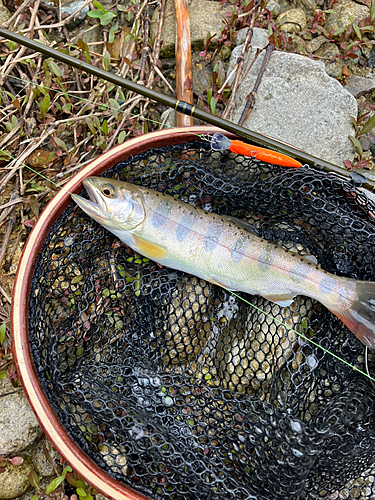 ヤマメの釣果