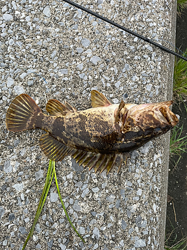 タケノコメバルの釣果