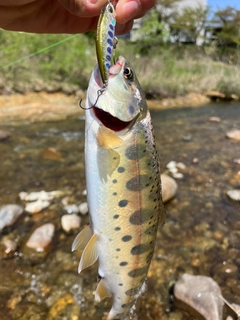 ヤマメの釣果