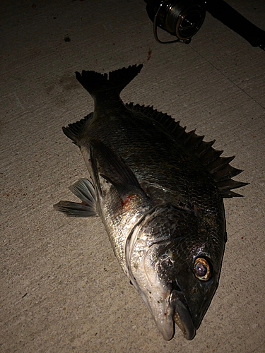 チヌの釣果