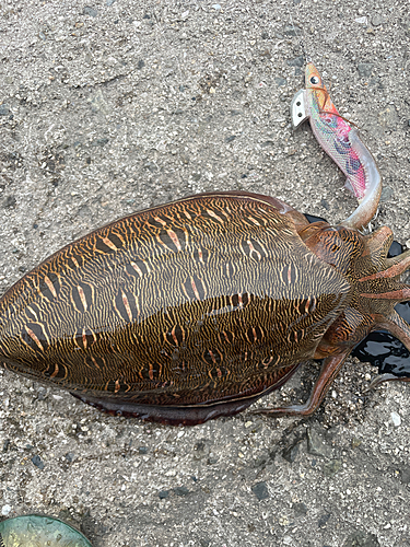 モンゴウイカの釣果