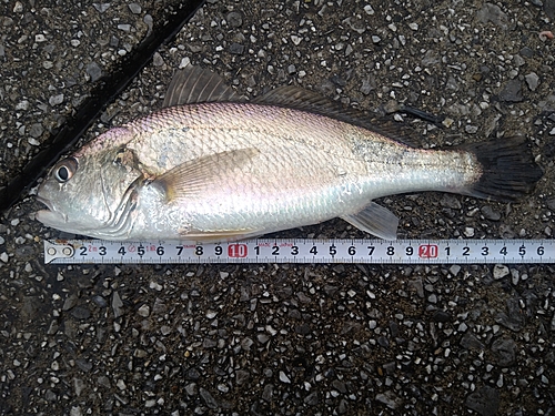 東扇島西公園で釣れたイシモチの釣り・釣果情報 - アングラーズ