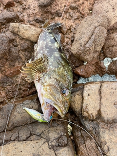 シマソイの釣果