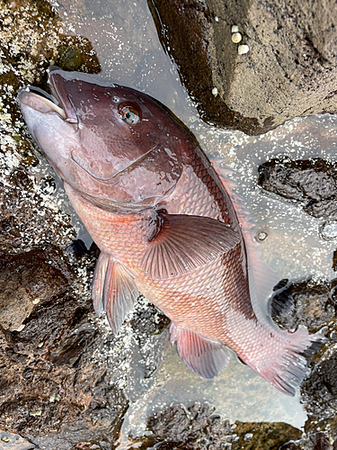 コブダイの釣果