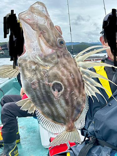 マトウダイの釣果