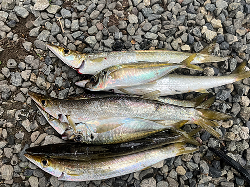 カマスの釣果