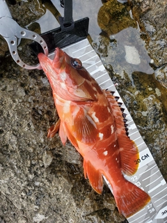 アカハタの釣果