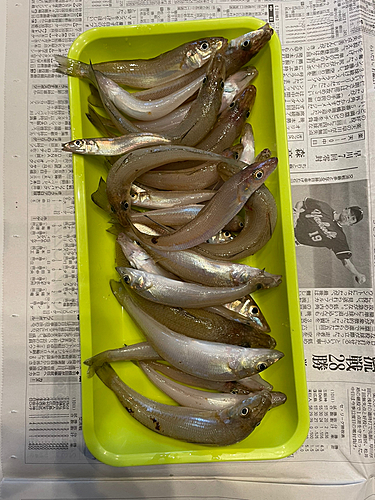 シーバスの釣果