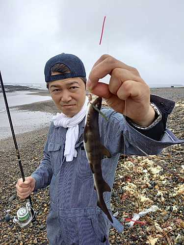 サメの釣果