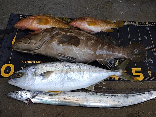 マハタの釣果