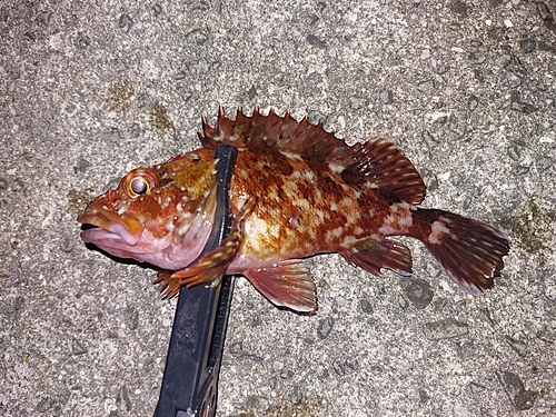 カサゴの釣果