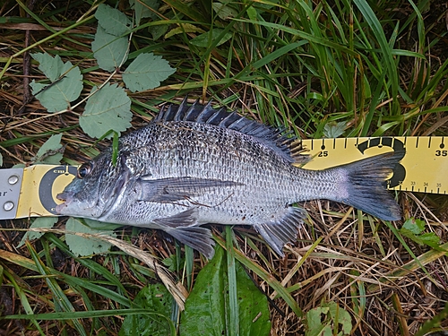 クロダイの釣果