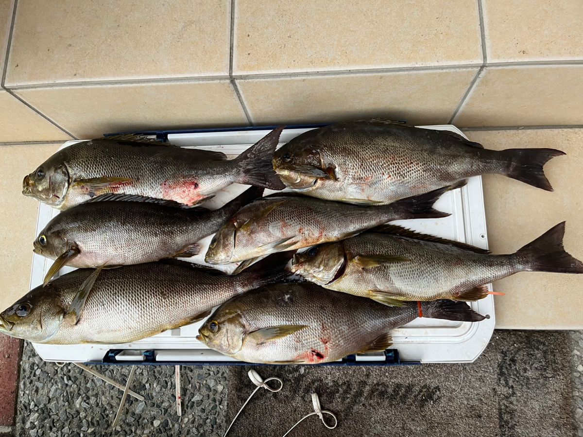 アングラーキラボシさんの釣果 2枚目の画像