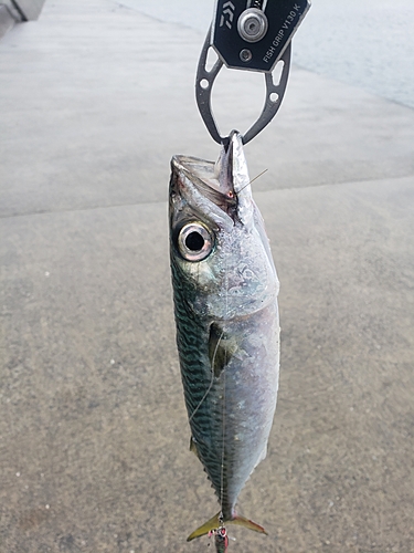 サバの釣果