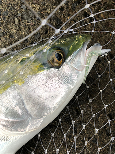 ハマチの釣果