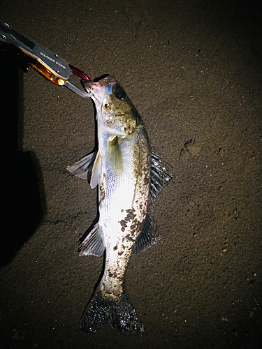 セイゴ（マルスズキ）の釣果