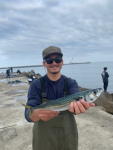 サバの釣果