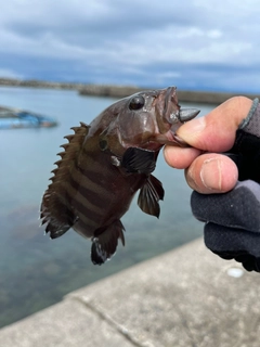 ヤミハタの釣果