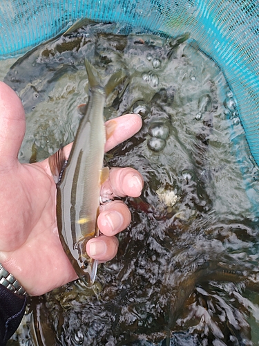 アユの釣果