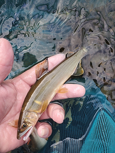 アユの釣果