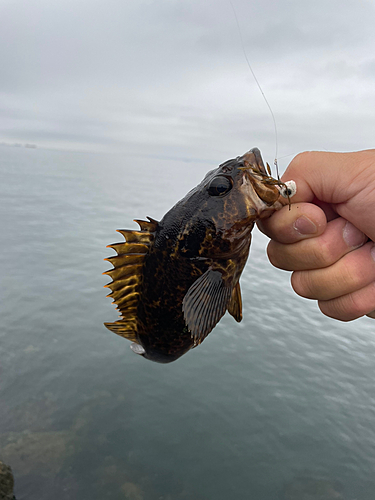 タケノコメバルの釣果