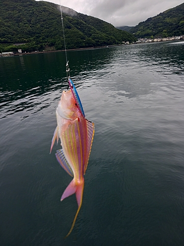 イトヨリダイの釣果