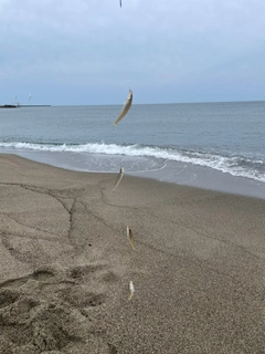 キスの釣果