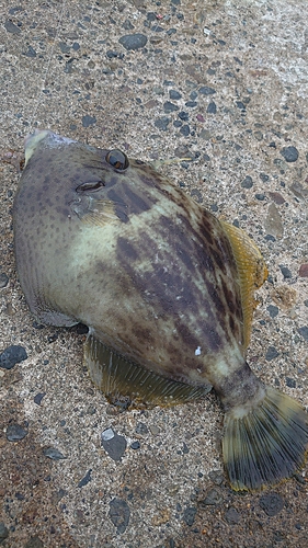 カワハギの釣果