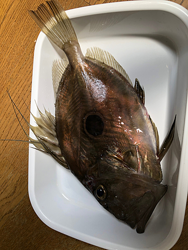 マトウダイの釣果