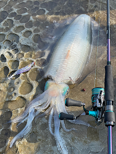 アオリイカの釣果