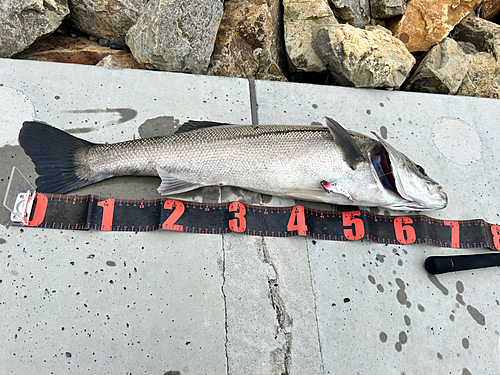 シーバスの釣果