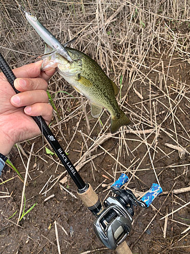 ラージマウスバスの釣果