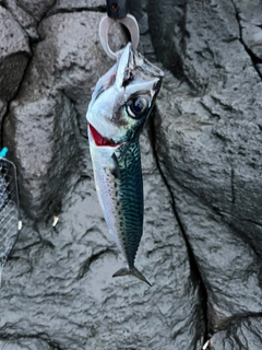 ゴマサバの釣果