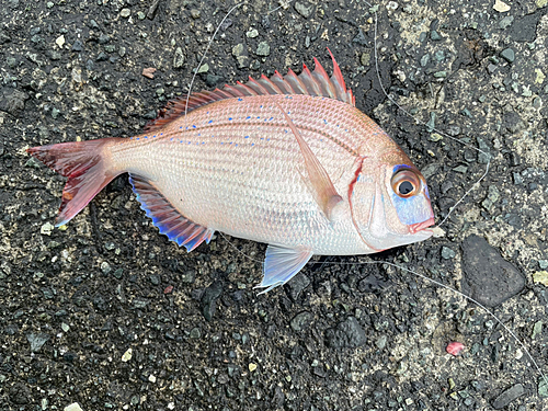 チャリコの釣果