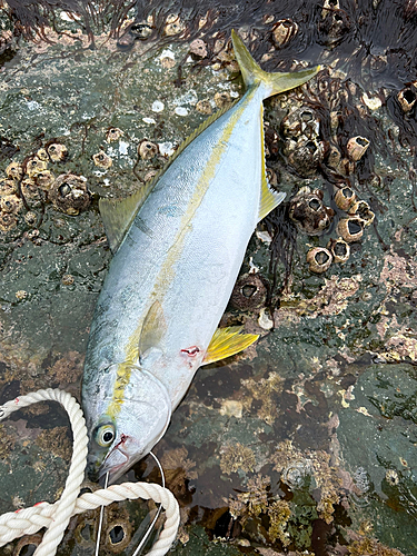 ヒラマサの釣果