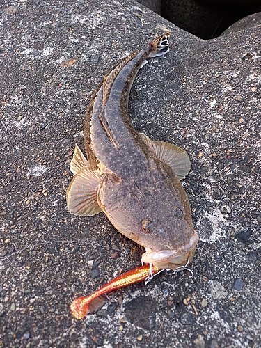 マゴチの釣果