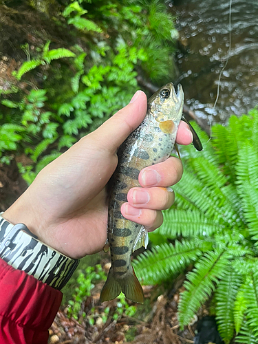 ヤマメの釣果