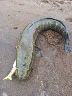 ライギョの釣果