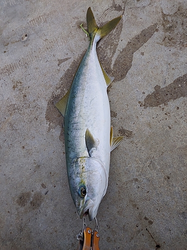 イナダの釣果