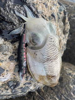 コウイカの釣果