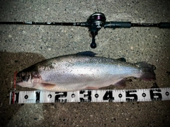 トラウトの釣果