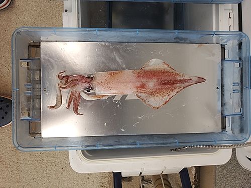 ケンサキイカの釣果