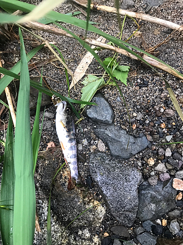 アマゴの釣果