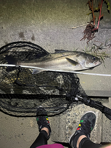 シーバスの釣果