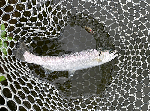 ニジマスの釣果