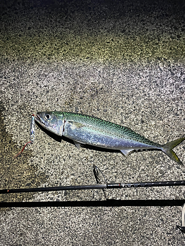 サバの釣果