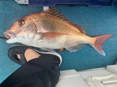 タイの釣果