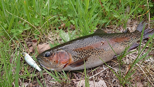 ニジマスの釣果