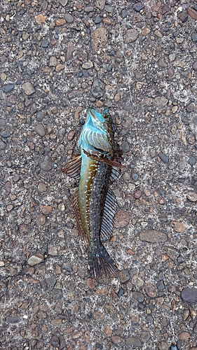 アナハゼの釣果