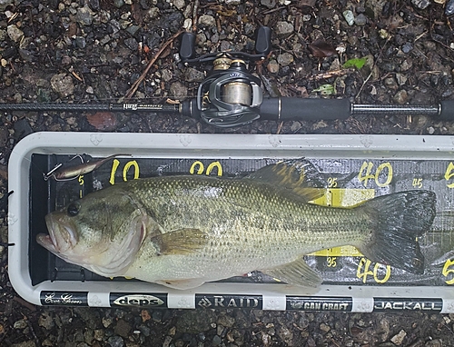 ブラックバスの釣果